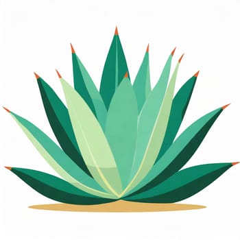 Agave isolated on white background