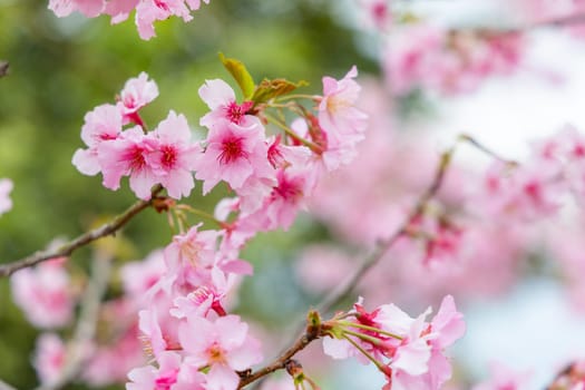 Cherry blossoms tree on the hill