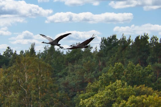 Cranes fly over trees in a forest at sunset. Migratory birds on the Darss. Wildlife photo of birds from nature at the Baltic Sea.