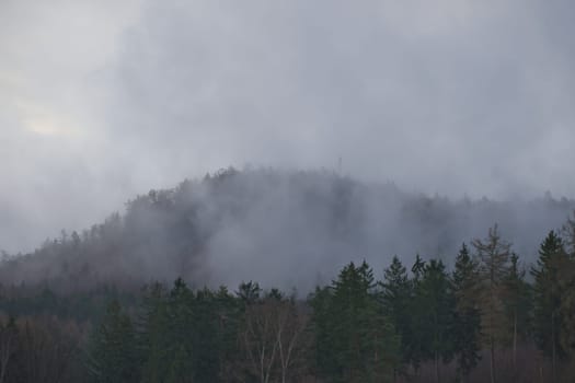 Foggy forest on a mountain in the Elbe Sandstone Mountains. Gloomy atmosphere between fir trees. Landscape from Germany