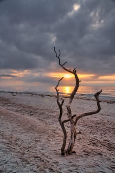 Sunset on the beach of the Baltic Sea. Love tree, shrub in the sand on the west beach. Cloudy sky. Landscape on the coast