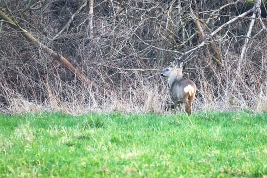 Deer on a meadow, attentive and feeding. Hidden among the bushes. Animal photo from nature
