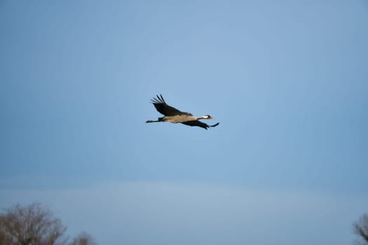 Cranes fly in the blue sky. Migratory birds on the Darss. Wildlife photo from nature in Germany
