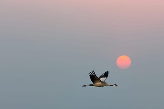 Cranes fly in the sky in front of the moon. Migratory birds on the Darss. Wildlife photo from nature in Germany