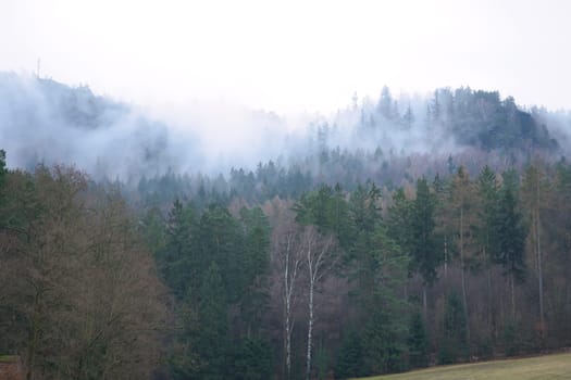 Foggy forest on a mountain in the Elbe Sandstone Mountains. Gloomy atmosphere between fir trees. Landscape from Germany