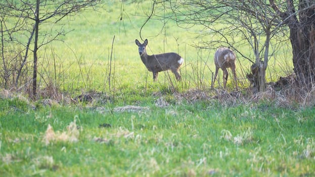 Deer at a meadow, attentive and feeding. Hidden among the bushes. Animal photo from nature