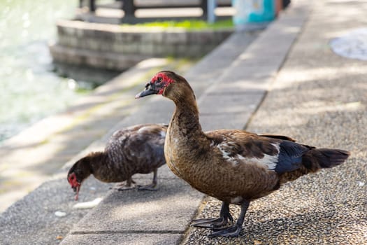 Wild goose at outdoor park