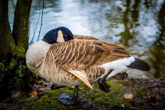 Close-up shot of grooming Canada goose