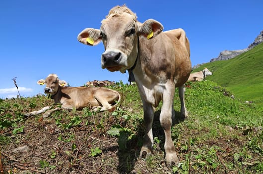 Young Brown Swiss cattle with bells in the mountains of Austria