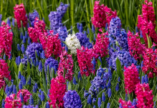 purple and blue hyacinths blooming in a garden