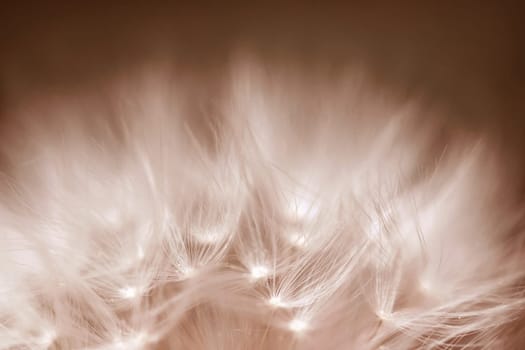 Close-up of a dandelion, a faded dandelion in Peach Fuzz