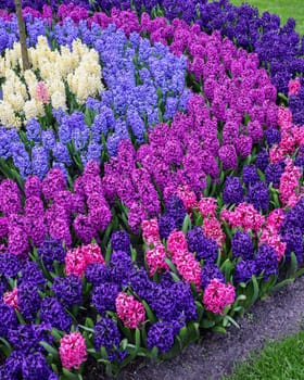 Colorful hyacinths blooming in a garden