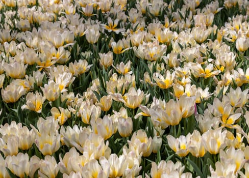 White and yellow tulip called Milka. Tulips are divided into groups that are defined by their flower features