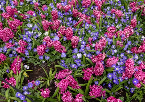 Blue Shades Anemones and Pink Pearl Hyacinths blooming in a garden