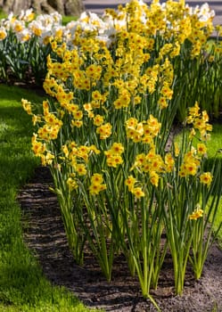 yellow daffodils flowers blooming in a garden