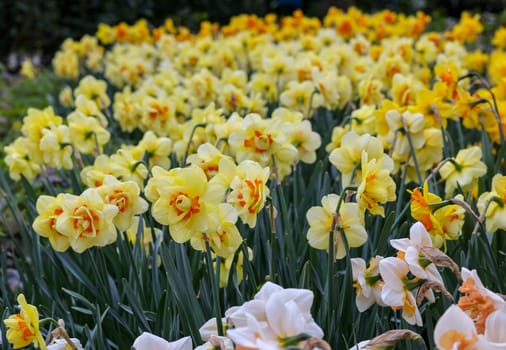 yellow daffodils flowers blooming in a garden