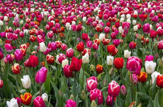 A melange of colorful tulips blooming in a garden