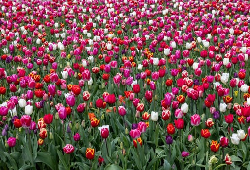 A melange of colorful tulips blooming in a garden