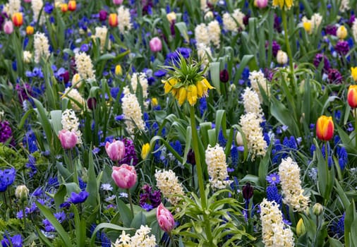 The abundance of colors and scents of various species of flowers blooming in the spring garden
