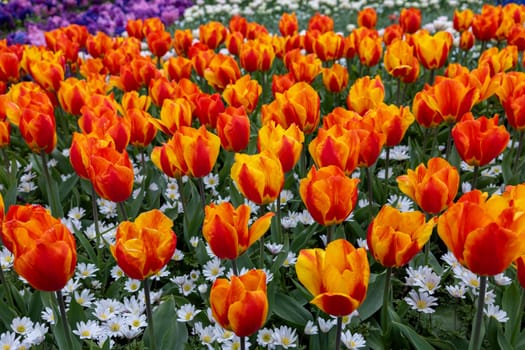 Anemone White Splendour and Tulip Lighting Sun from Darwin Hybrid group. Tulips are divided into groups that are defined by their flower features