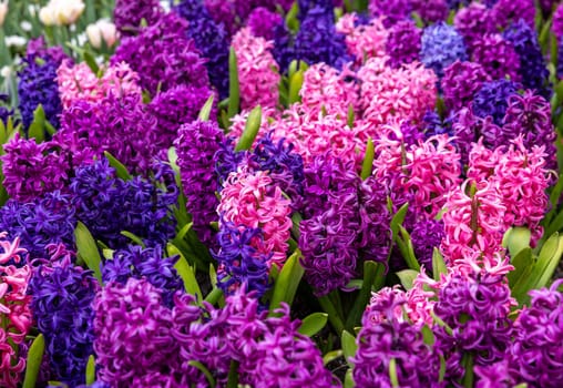colorful hyacinths blooming in a garden