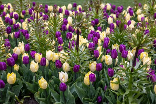 Colorful Tulips and Fritillaria imperialis flowers blooming in a garden