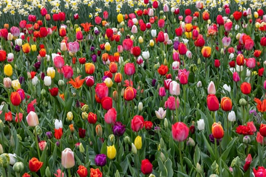 The abundance of colors and scents of tulips and daffodils blooming in the spring garden