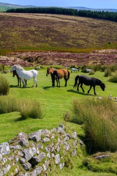 Wild Dartmoor Ponies on Dartmoor in Devon, United Kingdom.