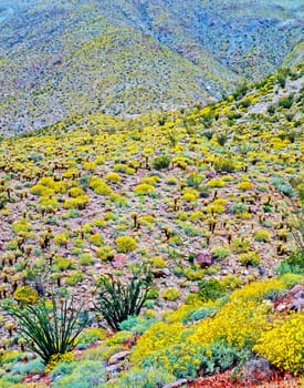 Sprinh in the Anza-Borego Desert in California