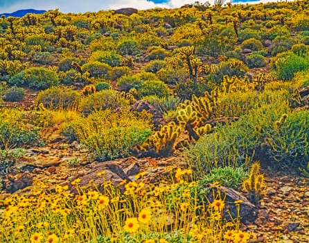 Spring in  Anza- Borego, California