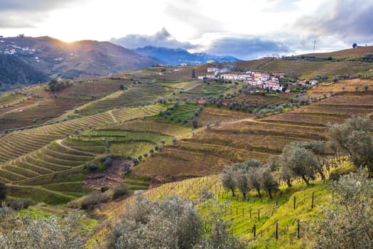 View of the Douro valley with the terraced vineyards and olive trees. Photographed in spring, Portugal