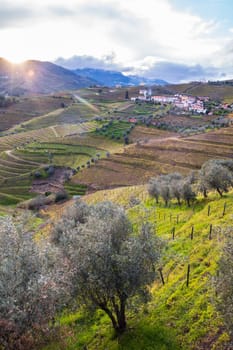 Vertical view of the Douro valley with the terraced vineyards and olive trees. Photographed in spring, Portugal