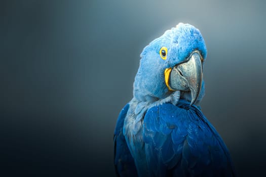 Big blue parrot, Hyacinth Macaw,  rare blue bird photography over dark background