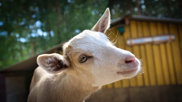 Portrait of a goat. Funny animal photo. Farm animal on the farm. Close-up animal photo