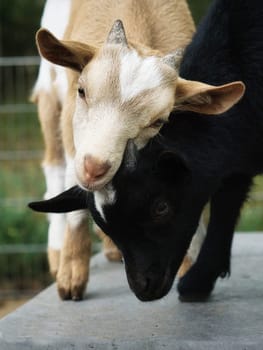 Goats playing with each other. Funny animal photo. Farm animal on the farm. Close-up animal photo