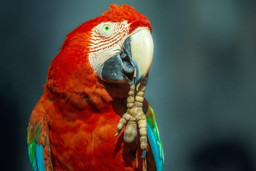 Red Scarlet macaw bird photographed over dark blurry background