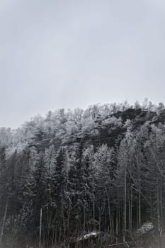 View of the Großer Zschirnstein with snow-covered trees and in the fog, on the summit, during a hike. From the nature park in the Elbe Sandstone Mountains. Landscape of things in Germany