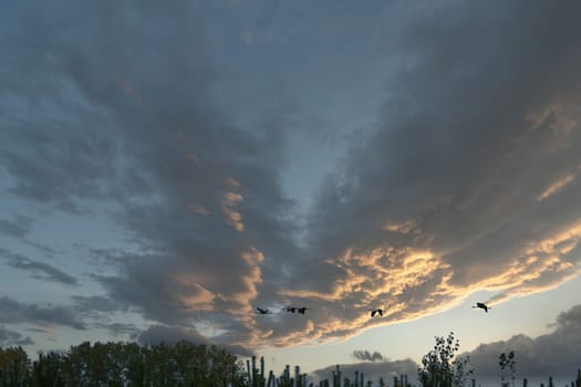 Cranes fly over trees in a forest with dramatic skies. Migratory birds on the Darss. Wildlife photo of birds from nature at the Baltic Sea.