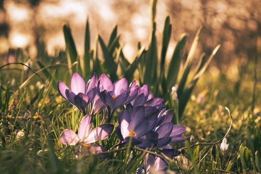 Crocuses in a meadow in soft warm light. Spring flowers that herald spring. Flowers picture