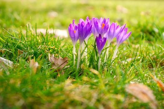 Crocuses in a meadow in soft warm light. Spring flowers that herald spring. Flowers picture