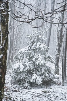 Snow-covered fir tree in a winter forest with snow. Coniferous forest covered in snow and frost. Landscape shot from the forest