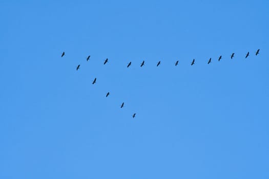 Cranes fly in V formation in the sky. Migratory birds on the Darss. Bird photo