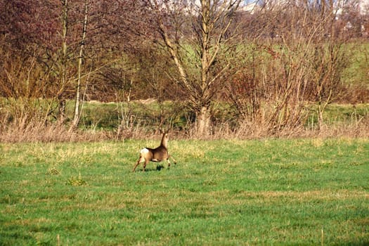 Deer on the run in a meadow. Jumping over the green grass. Animal photo from nature