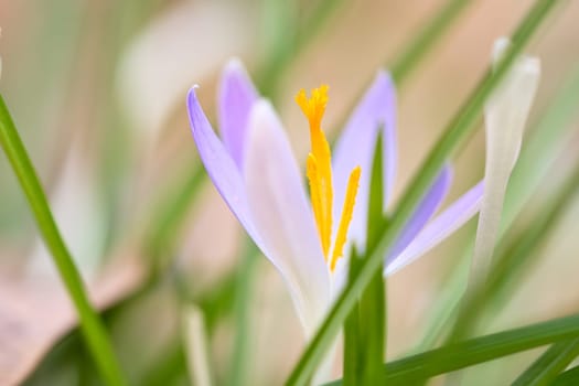 Single crocus flower delicately depicted in soft warm light. Spring flowers that herald spring. Flowers picture