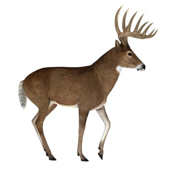 The herbivorous White-tailed deer lives in North and South America and is an abundant species.