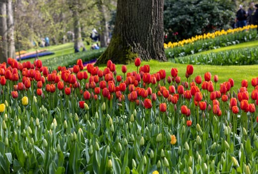 Colorful flowers in the Keukenhof Garden in Lisse, Holland, Netherlands.