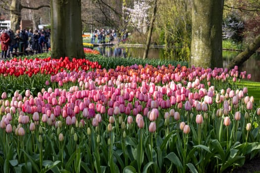 Keukenhof, Lisse Netherlands - April 18, 2023: Visitors at the Keukenhof Garden in Lisse, Netherlands.