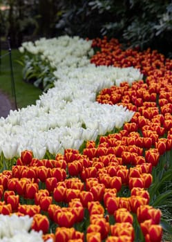 Colorful flowers in the Keukenhof Garden in Lisse, Holland, Netherlands.