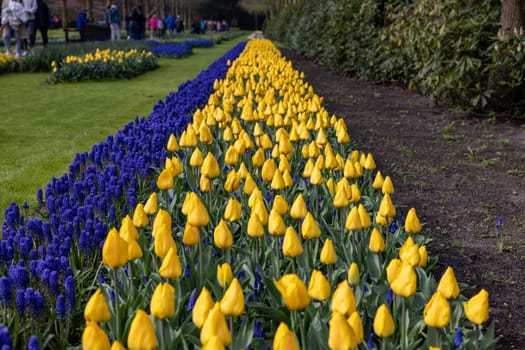 Keukenhof, Lisse Netherlands - April 18, 2023: Visitors at the Keukenhof Garden in Lisse, Netherlands.