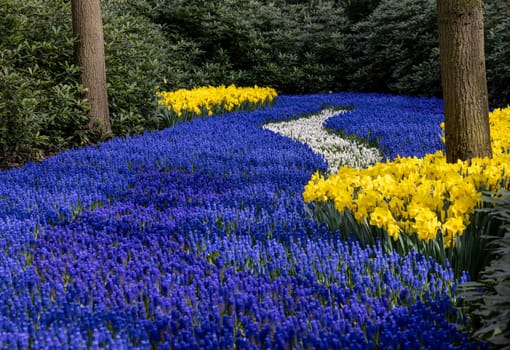 Yellow daffodils and blue muscari flowers blooming in the Keukenhof Garden in Lisse, Holland, Netherlands.